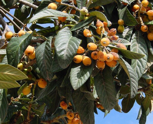 <i>Eriobotrya japonica</i> 'Golden Orb'