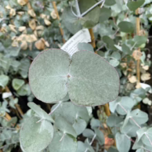 Close-up of silver dollar eucalyptus leaves, showcasing their round shape and muted green hue. A plant tag is visible in the background.