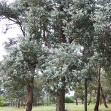 Silver Princess Eucalyptus trees stand tall in a park setting. Their bark is textured and their leaves are a striking silvery-blue, creating a serene landscape.