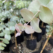 Close-up of young eucalyptus seedlings in black pots, showcasing their round, silvery-green leaves with a hint of pink, ready for planting.