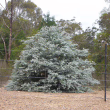 A striking silver dollar eucalyptus bush stands out against the Australian landscape, its round, silvery-blue leaves creating a beautiful contrast with the dry, earthy tones of the surrounding bushland.
