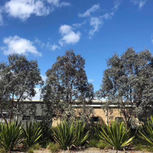 Silver dollar eucalyptus trees stand tall against a bright blue sky with scattered clouds, above spiky green plants. A low brick building is partially visible behind the foliage.