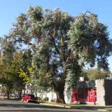 A large eucalyptus tree dominates the scene, its silvery-green leaves contrasting with the bright blue sky. A red pickup truck parks on the street in front of a building with red doors.