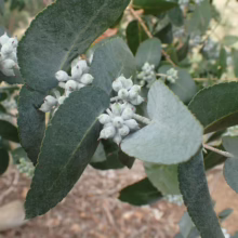 Close-up of a Silver Dollar Eucalyptus branch. Round, silvery-green leaves and clusters of small, pale green seed pods stand out against a blurred, earthy background.