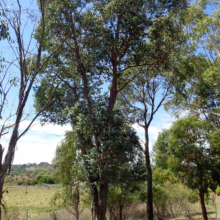 Australian eucalyptus trees stand tall against a bright blue sky in a rural landscape. The trees have dark trunks and dense green foliage, with a grassy field and rolling hills in the background.