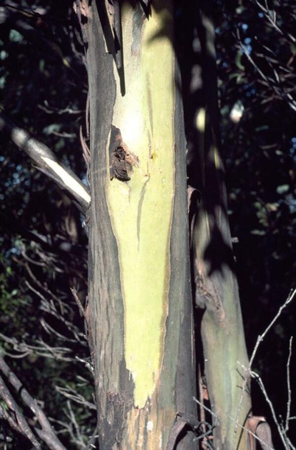 <i>Eucalyptus johnstonii</i>