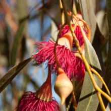 Close-up of vibrant red eucalyptus flowers hanging from a tree branch with long, green leaves. The Australian native plant's blossoms are a striking focal point against the blurred background.