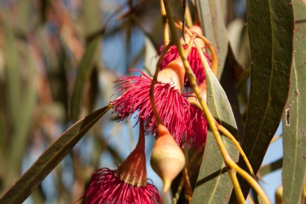 <i>Eucalyptus leucoxylon</i> 'Rosea' - Image 2