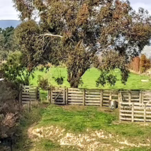 A large, bushy tree stands in a green pasture surrounded by a wooden fence. Rolling hills and a cloudy sky form the backdrop of this rural landscape.