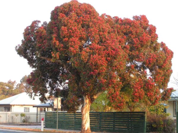 <i>Eucalyptus leucoxylon</i> 'Rosea'