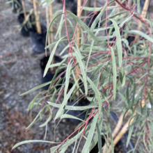 Close-up of a young Eucalyptus tree with slender, silvery-green leaves and red stems, set against a backdrop of other potted trees. The delicate foliage adds texture and visual interest.