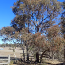 Australian outback scene featuring eucalyptus trees with distinctive foliage against a clear blue sky. The dry, grassy landscape evokes the unique beauty of the Australian bushland.