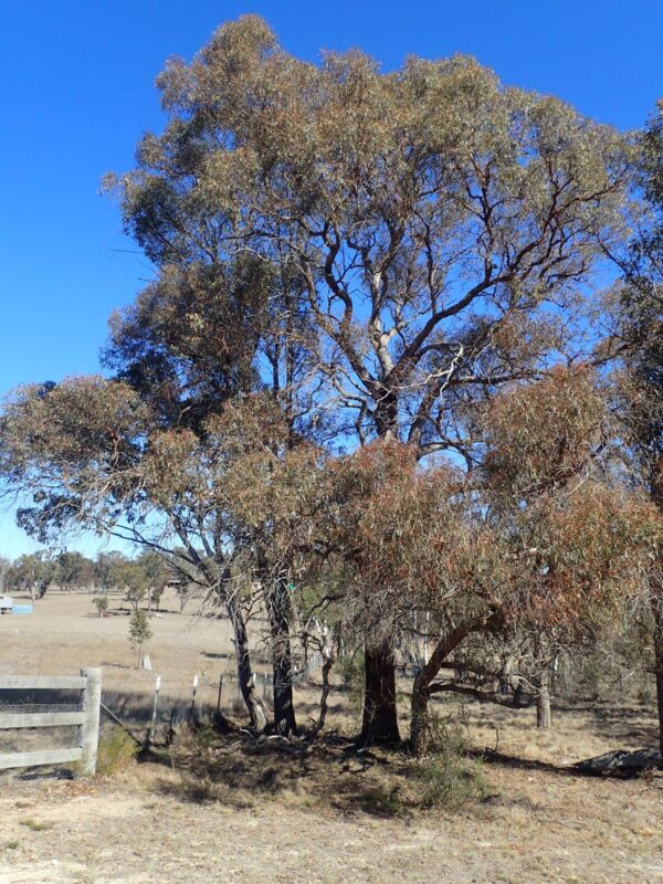 <i>Eucalyptus nicholii</i> - Image 3