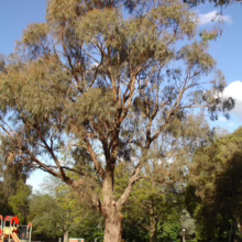 A tall eucalyptus tree stands in a park, its branches reaching toward a blue sky with scattered clouds. A playground is visible in the background, adding a touch of color to the green landscape.