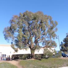 A large eucalyptus tree stands prominently against a clear blue sky, its silvery-green leaves catching the sunlight. A building and smaller trees are visible in the background.