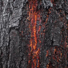 Close-up of a tree trunk with fire damage, showing charred black bark contrasted with orange and red hues beneath, revealing the wood's interior.