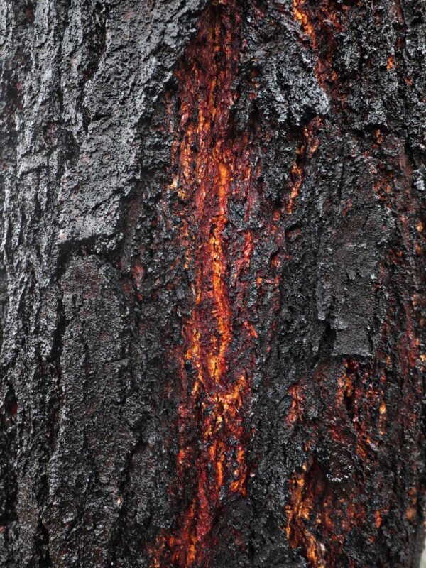 <i>Eucalyptus sideroxylon</i> - Image 2