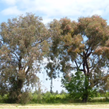 Two eucalyptus trees stand tall against a blue sky, their leaves a mix of green and reddish-brown. The trees dominate the landscape, with a backdrop of green foliage and a hint of blue sky.