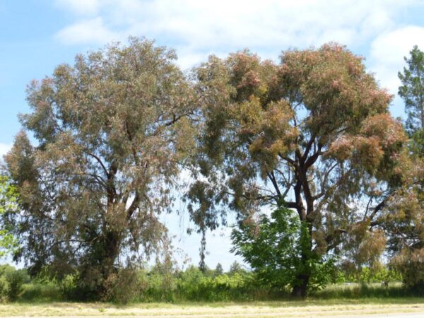 <i>Eucalyptus sideroxylon</i> - Image 3