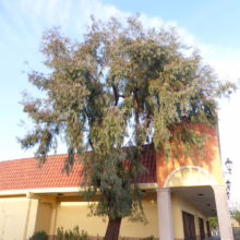 A eucalyptus tree with green leaves grows beside a building with a red tile roof and yellow walls under a blue sky. A "No Parking Fire Lane" sign is visible on the curb.