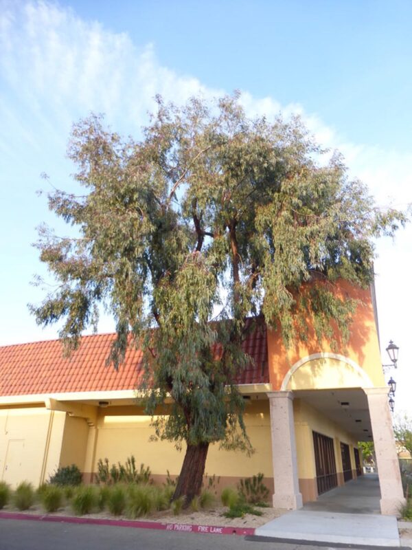 <i>Eucalyptus sideroxylon</i> - Image 4