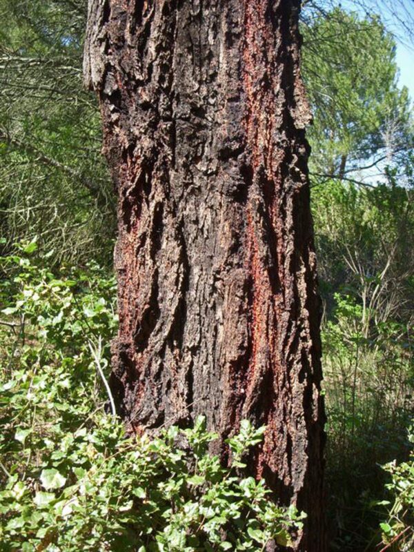 <i>Eucalyptus sideroxylon</i> - Image 5