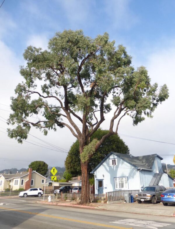 <i>Eucalyptus sideroxylon</i>