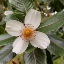 A close-up of a white Gordonia lasianthus flower with four petals, showcasing its yellow center and brown stamen details, surrounded by glossy green leaves.