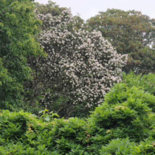 A lush green landscape featuring a tree bursting with clusters of small white flowers, framed by various shades of green foliage and trees, creating a vibrant and natural scene.