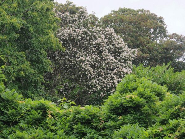 <i>Eucryphia cordifolia</i> - Image 3