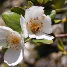 Two white flowers with yellow centers and brown pollen spots. A bee is nestled in the petals of one flower, with glossy green leaves in the background.