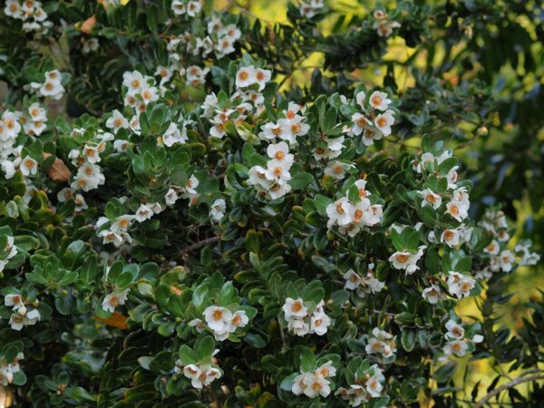 <i>Eucryphia cordifolia</i> - Image 5