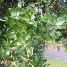 Glossy green leaves of a mature holly bush, with small green berries just beginning to form. Lush foliage in natural sunlight.