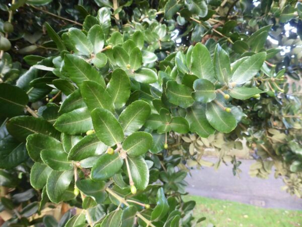 <i>Eucryphia cordifolia</i> - Image 6