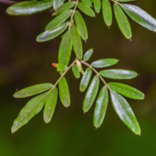 Close-up of delicate green leaves arranged in a feather-like pattern against a blurred green backdrop. The leaves have a slightly glossy sheen, hinting at a lush, natural environment.