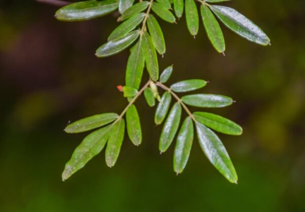 <i>Eucryphia moorei</i> - Image 2