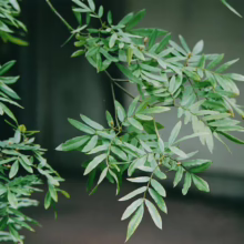 Lush green leaves of a Sophora tree branch, showcasing its delicate, fern-like foliage. The leaves are vibrant and healthy, creating a calming, natural scene.