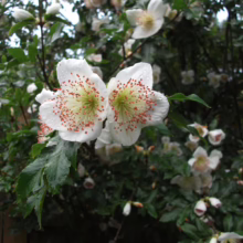 Close-up of two white Carpenteria californica flowers with red-spotted centers. Lush green leaves and blurred blossoms create a soft, natural background. Raindrops add a touch of freshness.
