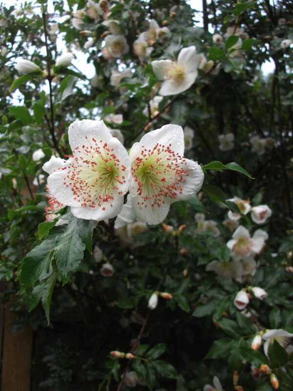 <i>Eucryphia</i> x <i>nymansensis</i> 'Nymansay' - Image 2