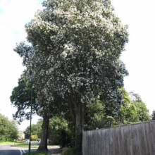 A tall tree with dense white blossoms stands beside a weathered wooden fence, lining a sidewalk near a quiet street. The tree's full canopy suggests a mature, healthy specimen.