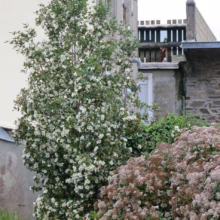 Tall camellia bush in full bloom with white flowers stands against a weathered stone building. A smaller bush with tan flowers sits to the right, creating a lush garden scene.