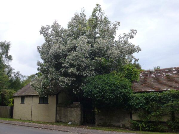 <i>Eucryphia</i> x <i>nymansensis</i> 'Nymansay'