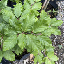 Close-up of vibrant green beech tree leaves with distinct veins and slightly serrated edges, showcasing the plant's lush foliage and texture.
