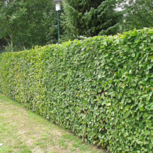 Lush green Hornbeam hedge providing natural privacy. Dense foliage forms a neat, manicured barrier along a grassy lawn, with trees and a lamppost in the background.