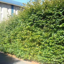 A dense, vibrant green hedge stands tall along a walkway, creating a natural barrier. The hedge's leaves are thick and lush, with sunlight filtering through the foliage, casting dappled shadows on the path.