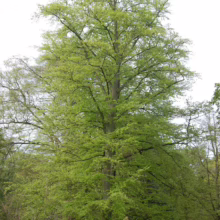 Tall beech tree in full spring foliage, showcasing vibrant green leaves against a bright sky. A lush, serene woodland scene.