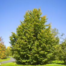 Lush green beech tree stands tall against a clear blue sky. The tree's full canopy is vibrant, with hints of yellow on the upper branches, suggesting early autumn. A paved path and manicured lawn surround the tree.