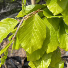 Close-up of vibrant, light green beech tree leaves, showcasing their delicate texture and fresh spring growth. The leaves are clustered on a branch, highlighting the tree's natural beauty.