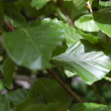 Sunlight dappled on vibrant green beech tree leaves, showcasing their textured surfaces and intricate vein patterns. A close-up view highlights the lush foliage and the tree's natural beauty.