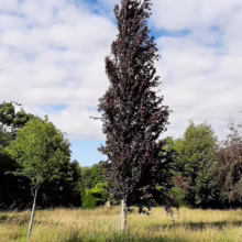Columnar European beech tree with striking dark purple foliage stands tall in a grassy meadow under a partly cloudy sky.